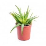 Aloe vera - Green