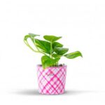 Scindapsus plant planted in a ceramic Pothos